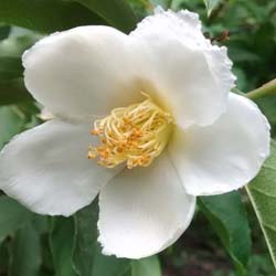 stewartia rostrata